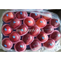 deliciosa manzana roja de Huaniu en venta